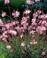gaura 2.jpeg