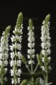 salvia-salute-white_78275_2.jpg