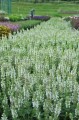 salvia-salute-white_78275_3.jpg