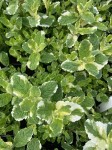 MIĘTA VARIEGATA