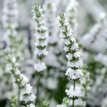 LAWENDA Wąskolistna  BIAŁA Edelweiss