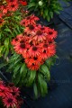 echinacea-fountain-red_5.jpg