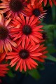 echinacea-fountain-red_4-2.jpg