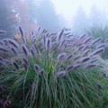pennisetum-alopecuroides-moudry-1.jpg