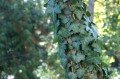 Hedera_helix_clinging.jpg