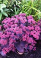 ROZCHODNIK-Oriental-Dancer-Sedum-hybridum-Roslina-w-postaci-sadzonka-w-pojemniku-1-2l.jpeg