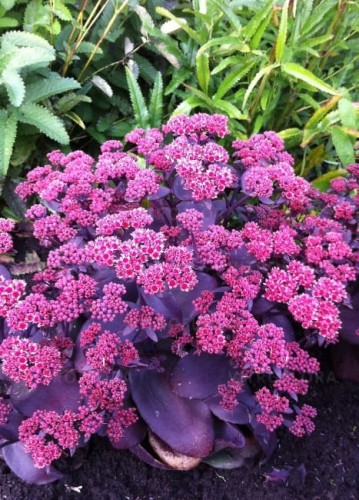 ROZCHODNIK-Oriental-Dancer-Sedum-hybridum-Roslina-w-postaci-sadzonka-w-pojemniku-1-2l.jpeg