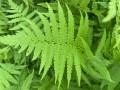 pioropusznik strusi zieloneogrody.jpeg