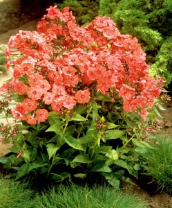 Floks Orange Perfection Phlox paniculata Orange Perfection