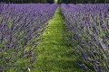 lavandula-phenomenal-pure-platinum_3.jpg