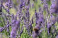 lavandula-phenomenal_2.jpg