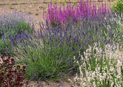Lawenda Phenomenal Lavandula x intermedia
