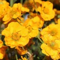byliny-i-trawy_inne_79332_1.jpg