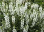 SZAŁWIA BIAŁA  MARLEAU WHITE miododajna 