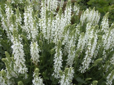SZAŁWIA BIAŁA  MARLEAU WHITE miododajna 
