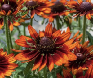 Rudbekia Smiley HAPPY Rudbeckia  