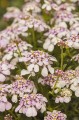 iberis-pink-ice_2.jpg
