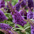1 purple.png