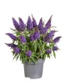 byliny-i-trawy_buddleja_75480_1.jpg