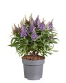 byliny-i-trawy_buddleja_75479_1.jpg