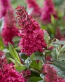 byliny-i-trawy_buddleja_75483_2.jpg