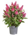 byliny-i-trawy_buddleja_75483_1.jpg