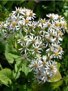 ASTER Macrophyllus ALBUS WIELKOLISTNY