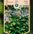 astermacrophyllusalbus_origin_img.jpg.webp