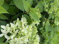 D1052017-7118-4E21-9694-BB976DDDE799.jpeg