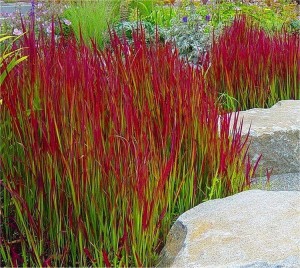 IMPERATA CYLINDRYCZNA CZERWONA Red Baron 