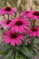 byliny-i-trawy_echinacea_75957_6.jpg