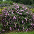 buddleja-pink-cascade_2.jpg