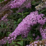 Budleja Dawida 'Butterfly Pink Cascade' – Magnes dla Motyli w Twoim Ogrodzie