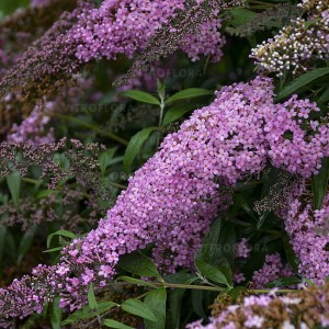 Budleja Dawida 'Butterfly Pink Cascade' – Magnes dla Motyli w Twoim Ogrodzie