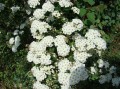 tawula-tawuly-spiraea.jpg