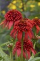 echinacea hot papaya 6.jpg