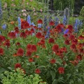 echinacea hot papaya 1.jpg