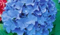 blue.webp