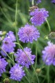 byliny-i-trawy_scabiosa_71536_1.jpg
