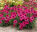 JEŻÓWKA 'SENSATION WILD ROMANCE'  (Echinacea) – Różowa Eksplozja na Rabatach
