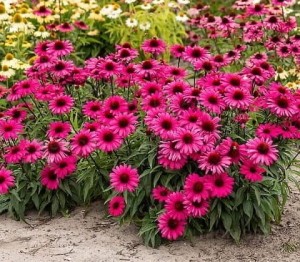 JEŻÓWKA 'SENSATION WILD ROMANCE'  (Echinacea) – Różowa Eksplozja na Rabatach