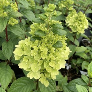 Hortensja Bukietowa 'Kilimangaro' – Egzotyczna Elegancja w Twoim Ogrodzie