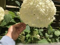 Hortensja 'Annabelle' – Klasyka Piękna w Twoim Ogrodzie