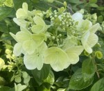 Hortensja Bukietowa 'Pink Diamond' – Elegancja i Urok w Twoim Ogrodzie