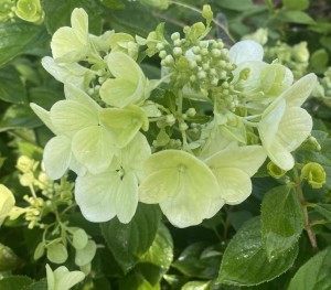 Hortensja Bukietowa 'Pink Diamond' – Elegancja i Urok w Twoim Ogrodzie