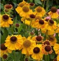 Helenium Carmen-300x300.JPG