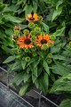 echinacea-orange-pearl_4.jpg