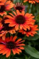 echinacea-orange-pearl_1.jpg