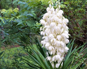 JUKA KAROLIŃSKA (Yucca filamentosa) – Egzotyczna Ozdoba Ogrodu