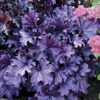 ŻURAWKA Forever Purple Heuchera